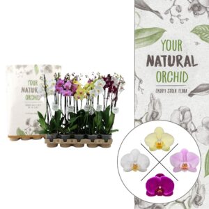 YMPA | Eco Mix 60cm | Phal. 2 spike