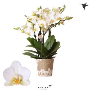 Phalaenopsis Blossom Lausanne 6spike