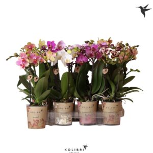 Phalaenopsis Mix 2 spike