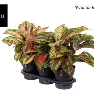 Aglaonema Exclusive Mix - FLOREAC/YMPA