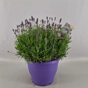 Essence Purple 26 Cm Peat Free