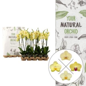 YMPA| Eco Yellow | Phalaenopsis 2 spike