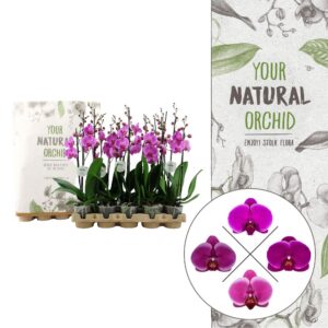 YMPA | Eco Lila | Phalaenopsis 2 spike