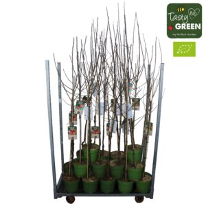 Bio fruitbomen halfstammen mix CC P27