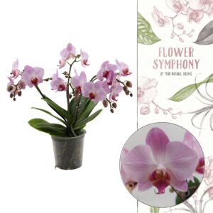 YMPA | Antwerp | Phal 5+ spike (Ongestokt)