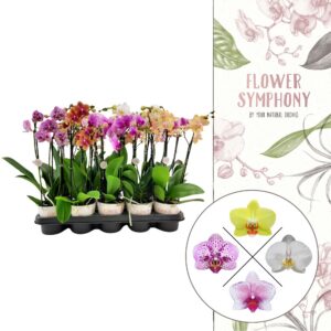 YMPA | Mix | Phalaenopsis 3 spike