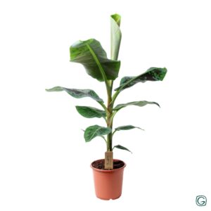 Musa dwarf cavendish P21